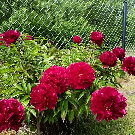 Flauta Rodzinne Apartmán Mielenko