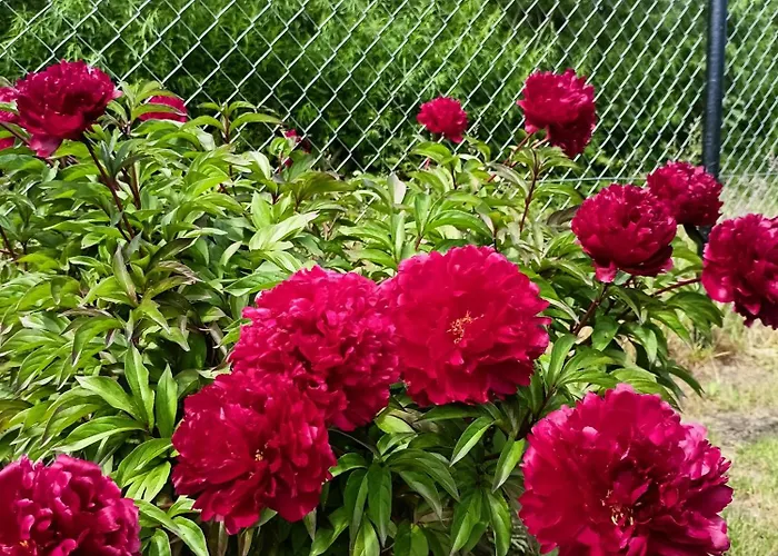 Flauta Rodzinne Apartment Mielenko